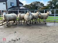 6 EXLANA X 2T EWES BIDS PER LIFE - 9