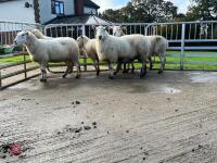 6 EXLANA X 2T EWES BIDS PER LIFE - 10