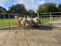 6 EXLANA X 2T EWES BIDS PER LIFE - 11