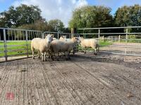 6 EXLANA X 2T EWES BIDS PER LIFE - 12