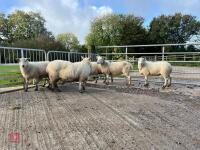 6 EXLANA X 2T EWES BIDS PER LIFE - 13