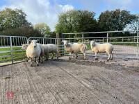 6 EXLANA X 2T EWES BIDS PER LIFE - 14