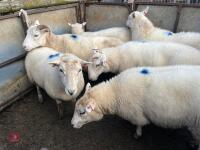 6 EXLANA X 2T EWES BIDS PER LIFE - 15