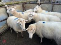 6 EXLANA X 2T EWES BIDS PER LIFE - 16