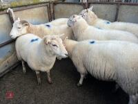 6 EXLANA X 2T EWES BIDS PER LIFE - 17