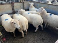 6 EXLANA X 2T EWES BIDS PER LIFE - 18