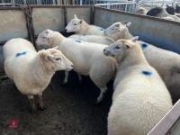 6 EXLANA X 2T EWES BIDS PER LIFE - 19