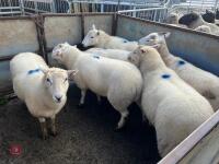 6 EXLANA X 2T EWES BIDS PER LIFE - 20