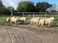 6 EXLANA X 2T EWES BIDS PER LIFE - 21