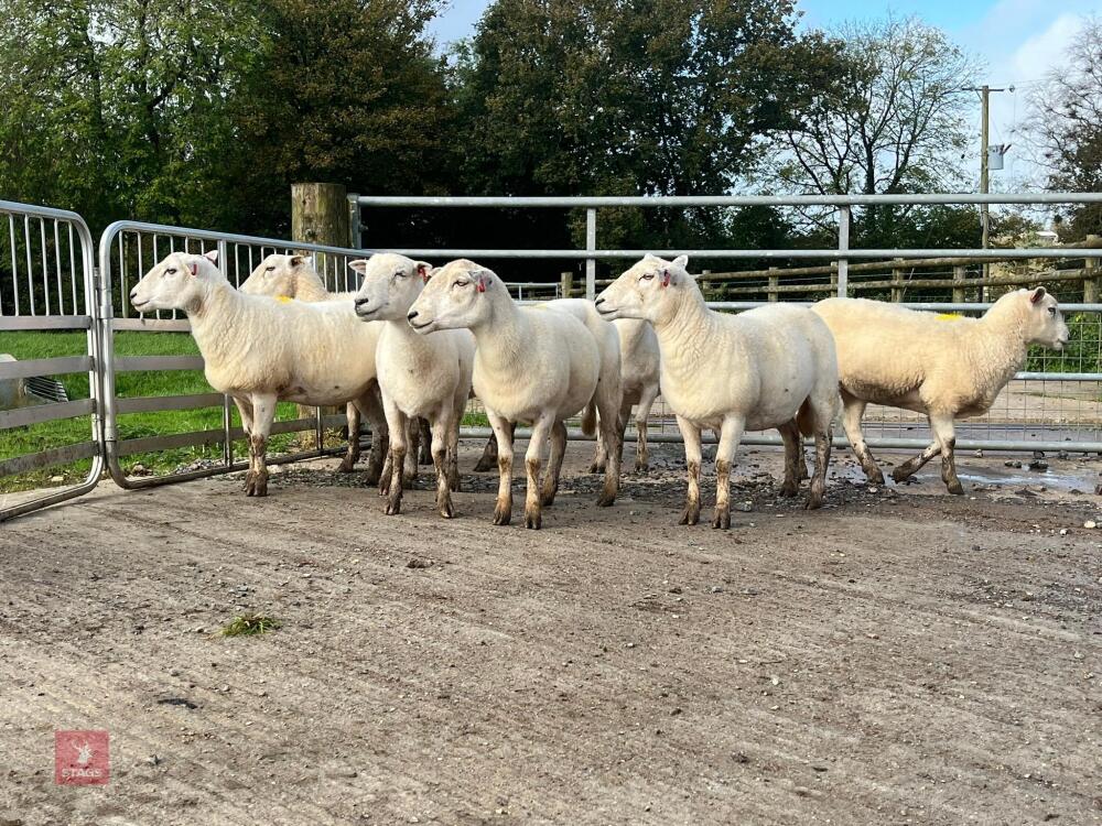 8 EXLANA FLOCK AGED EWES BIDS PER LIFE