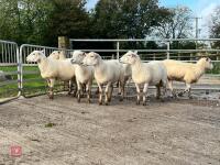 8 EXLANA FLOCK AGED EWES BIDS PER LIFE