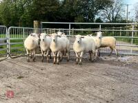 8 EXLANA FLOCK AGED EWES BIDS PER LIFE - 2