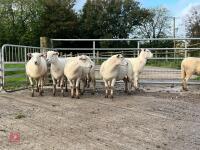 8 EXLANA FLOCK AGED EWES BIDS PER LIFE - 3