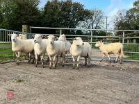 8 EXLANA FLOCK AGED EWES BIDS PER LIFE - 4