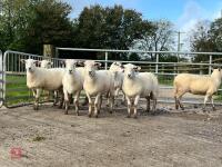 8 EXLANA FLOCK AGED EWES BIDS PER LIFE - 5