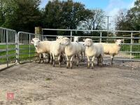 8 EXLANA FLOCK AGED EWES BIDS PER LIFE - 6