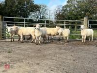 8 EXLANA FLOCK AGED EWES BIDS PER LIFE - 8