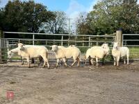 8 EXLANA FLOCK AGED EWES BIDS PER LIFE - 9