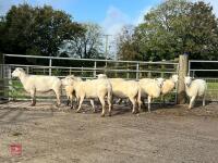 8 EXLANA FLOCK AGED EWES BIDS PER LIFE - 10