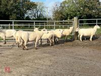 8 EXLANA FLOCK AGED EWES BIDS PER LIFE - 11