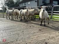 8 EXLANA FLOCK AGED EWES BIDS PER LIFE - 12