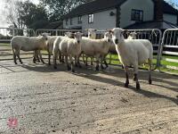 8 EXLANA FLOCK AGED EWES BIDS PER LIFE - 13