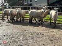 8 EXLANA FLOCK AGED EWES BIDS PER LIFE - 14