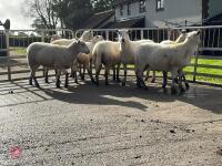 8 EXLANA FLOCK AGED EWES BIDS PER LIFE - 15