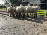 8 EXLANA FLOCK AGED EWES BIDS PER LIFE - 16