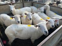 8 EXLANA FLOCK AGED EWES BIDS PER LIFE - 17