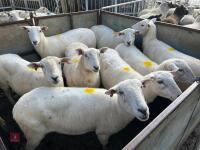 8 EXLANA FLOCK AGED EWES BIDS PER LIFE - 18