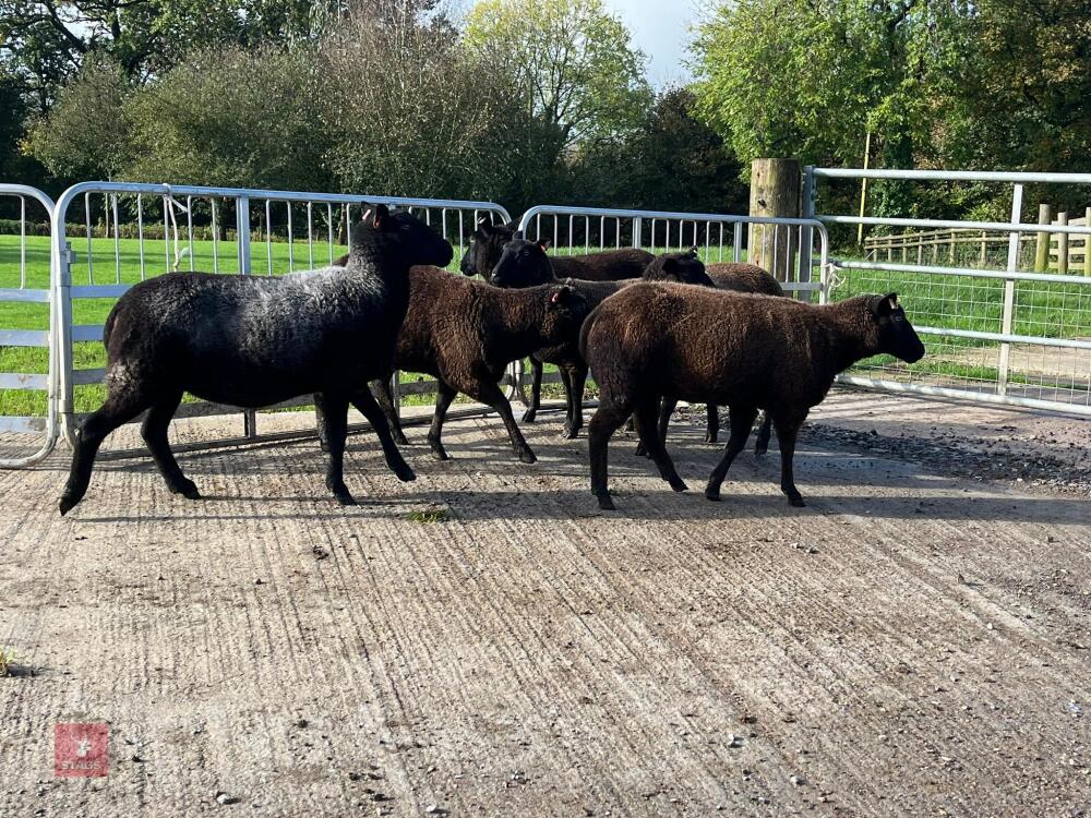 6 BLACK 2T & 4T EWES BIDS PER LIFE