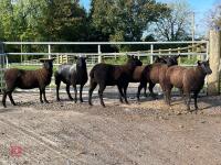 6 BLACK 2T & 4T EWES BIDS PER LIFE - 3