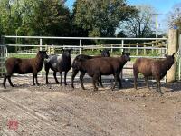 6 BLACK 2T & 4T EWES BIDS PER LIFE - 4