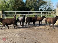 6 BLACK 2T & 4T EWES BIDS PER LIFE - 5