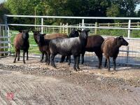 6 BLACK 2T & 4T EWES BIDS PER LIFE - 9