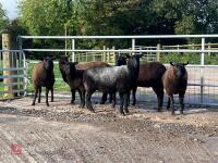 6 BLACK 2T & 4T EWES BIDS PER LIFE - 10