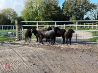 6 BLACK 2T & 4T EWES BIDS PER LIFE - 12