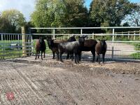 6 BLACK 2T & 4T EWES BIDS PER LIFE - 13