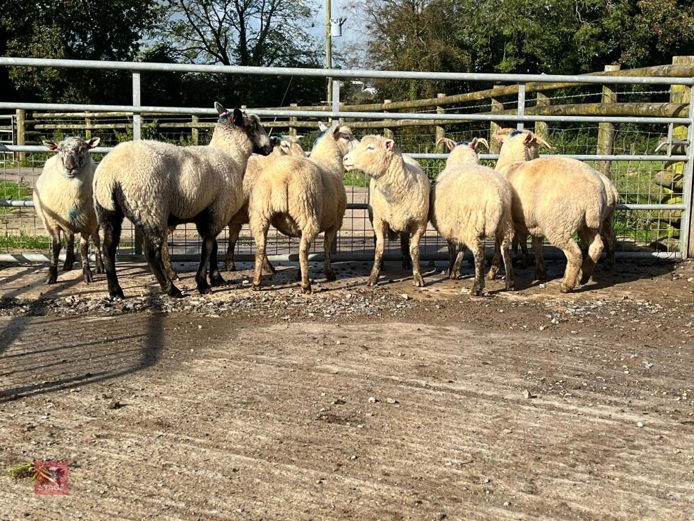 8 FLOCK AGE EWES BIDS PER LIFE