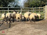 8 FLOCK AGE EWES BIDS PER LIFE - 2