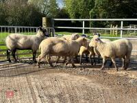 8 FLOCK AGE EWES BIDS PER LIFE - 3