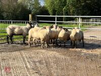 8 FLOCK AGE EWES BIDS PER LIFE - 4