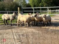 8 FLOCK AGE EWES BIDS PER LIFE - 5