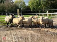 8 FLOCK AGE EWES BIDS PER LIFE - 6