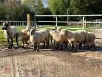 8 FLOCK AGE EWES BIDS PER LIFE - 7