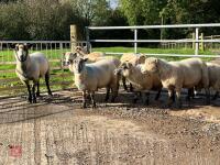 8 FLOCK AGE EWES BIDS PER LIFE - 8