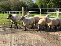 8 FLOCK AGE EWES BIDS PER LIFE - 9