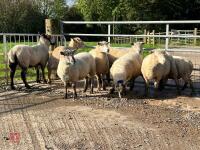 8 FLOCK AGE EWES BIDS PER LIFE - 10