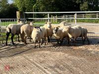 8 FLOCK AGE EWES BIDS PER LIFE - 11